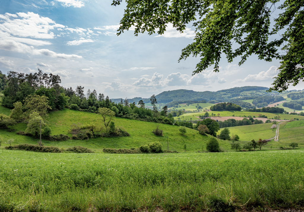 Ein Feldstück in Hessen.